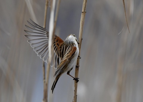 飛ぶオオジュリン♂0769