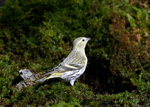 マヒワ♀7823