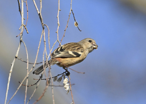 ベニマシコ♀5574