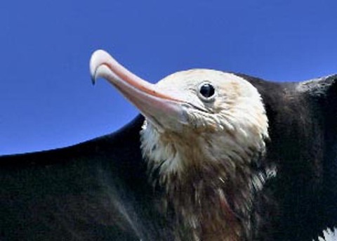 オオグンカンドリ0554