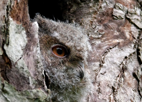 オオコノハズクのヒナ0518