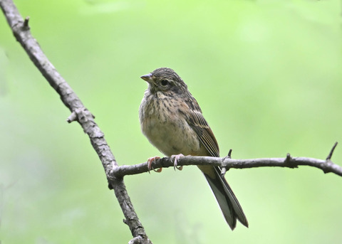 ホオジロ幼鳥3397