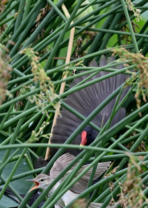 オオヨシキリ幼鳥8521