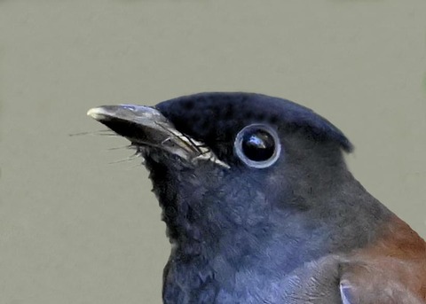ｻﾝｺｳﾁｮｳ幼鳥0000