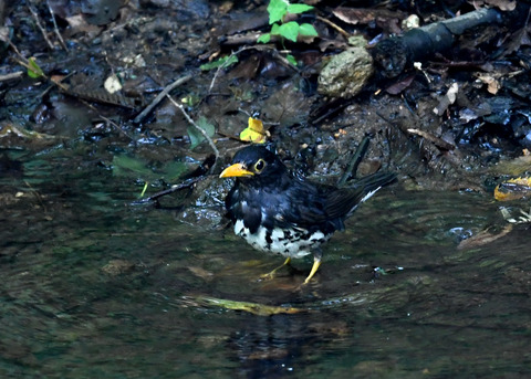 クロツグミ♂9346