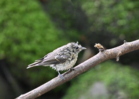 キビタキ幼鳥1198