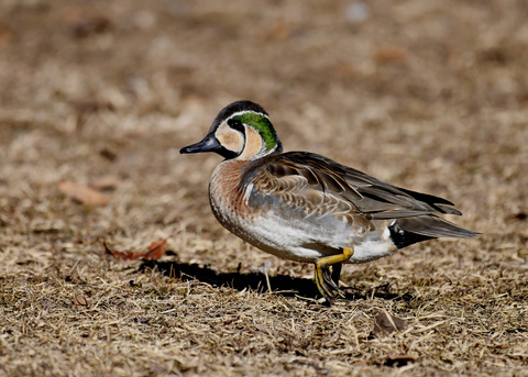 トモエガモ♂1348