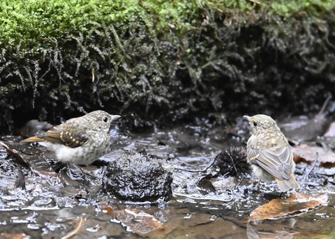 キビタキ幼鳥9054