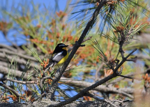 マミジロキビタキ2130