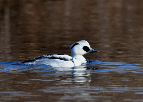 ミコアイサ♂8868
