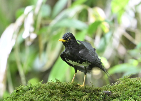 クロツグミ♂0299