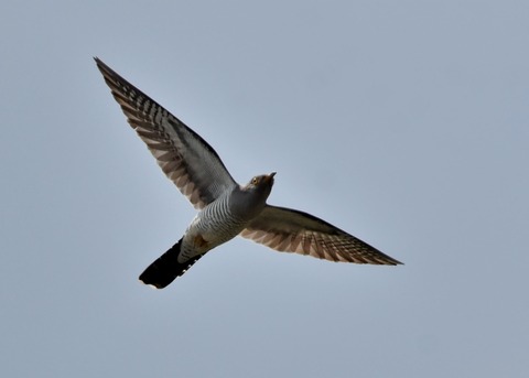 カッコウ1251