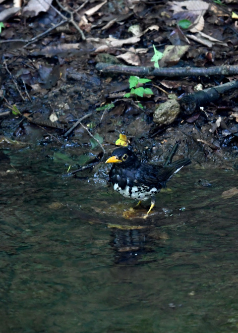 クロツグミ♂9345
