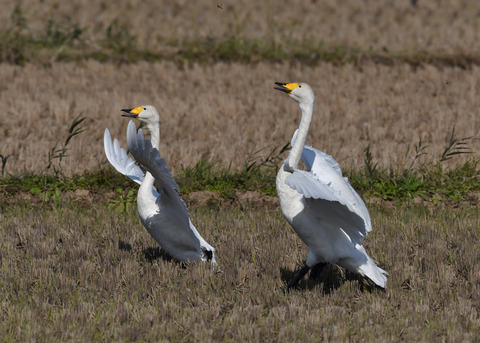 オオハクチョウ4374