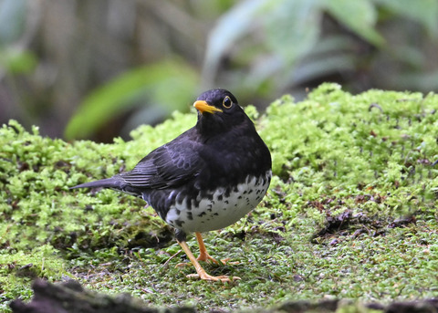 クロツグミ♂4125