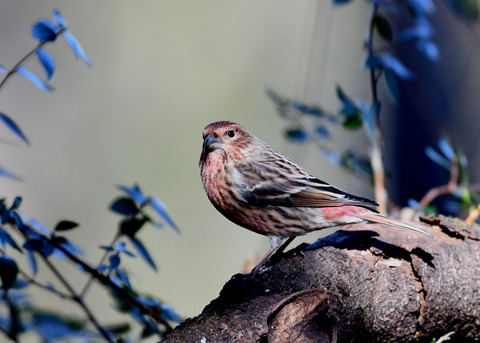 オオマシコ若鳥8948