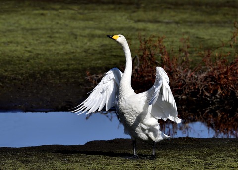 オオハクチョウ7973
