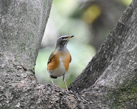 マミチャジナイ2546