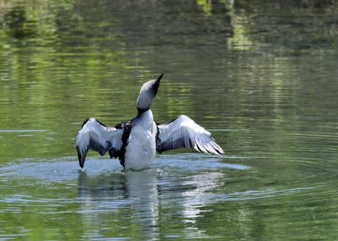 羽ばたく・シロエリオオハム9402