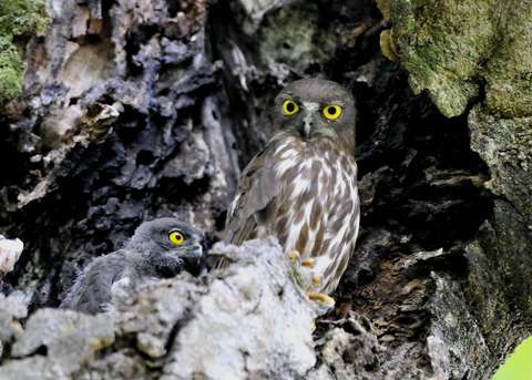 アオバズクのヒナ8081