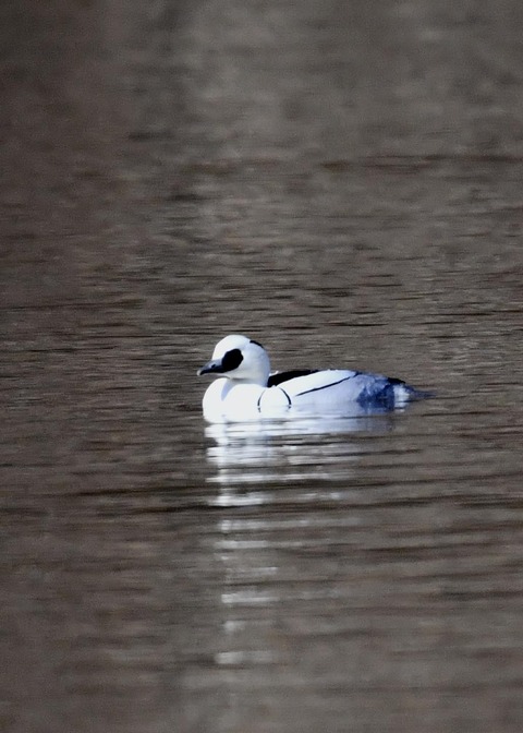 ミコアイサ♂7750