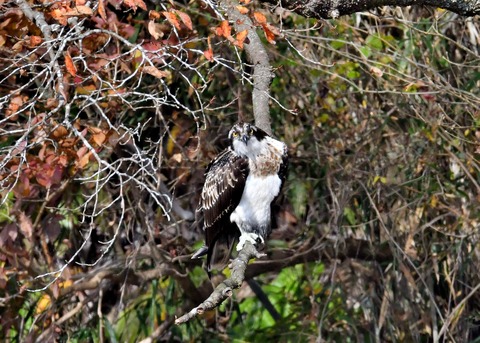 ミサゴ1190 - コピー - コピー