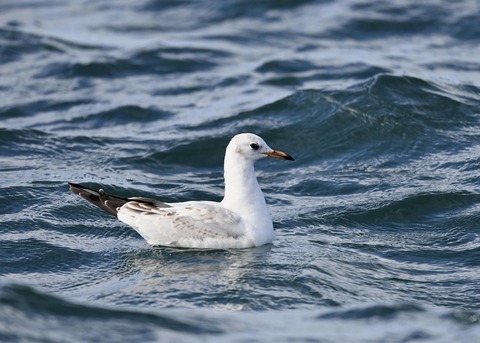 ユリカモメ1W4548