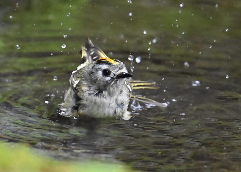 キクイタダキ♂1167