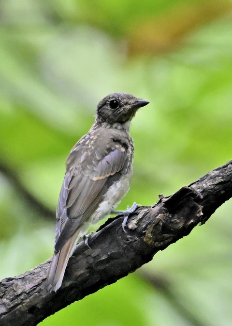 キビタキ幼鳥4591
