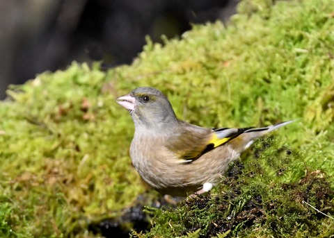 オオカワラヒワ8180