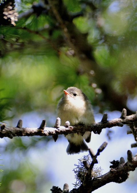 キクイタダキ・幼鳥1341-01
