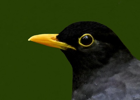 クロツグミ♂3000