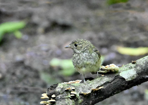 キビタキ幼鳥3270