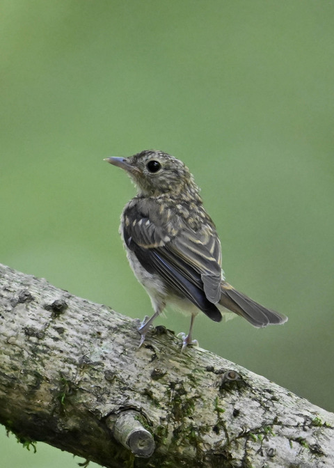 キビタキ幼鳥8456