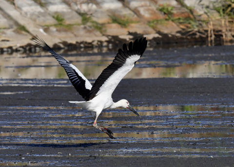 コウノトリ(J0189)6420