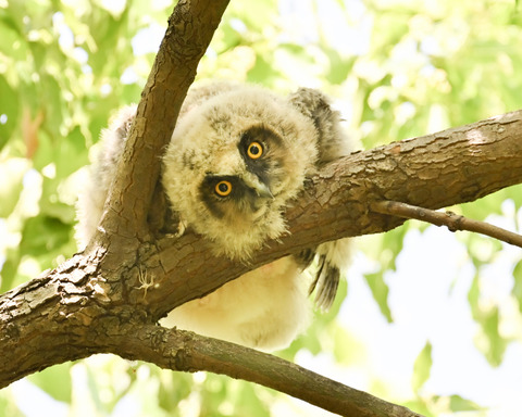 トラフズクの雛①1825