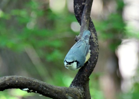 ゴジュウカラ4374