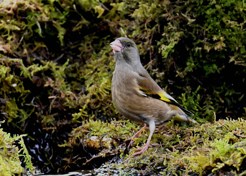 オオカワラヒワ7591