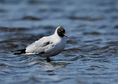 ユリカモメ夏羽9112