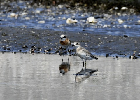 メダイチドリ1653