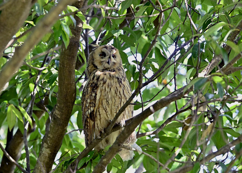 トラフズク♂3032