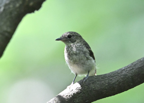 キビタキ幼鳥7909