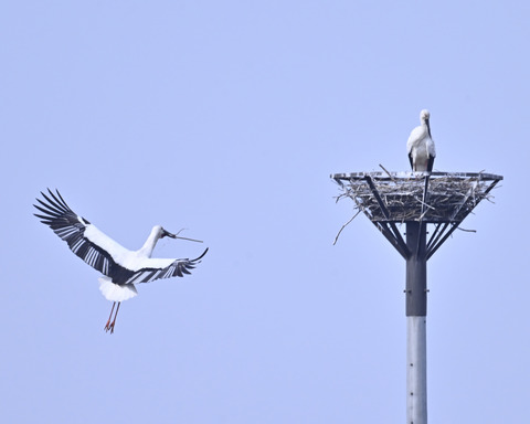 飛ぶコウノトリ7366