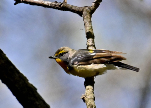 キビタキ♂第一回夏羽3440