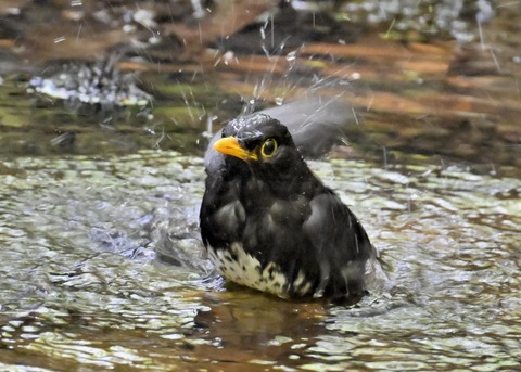 クロツグミ♂5042