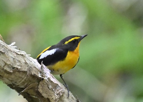 キビタキ成鳥♂6054