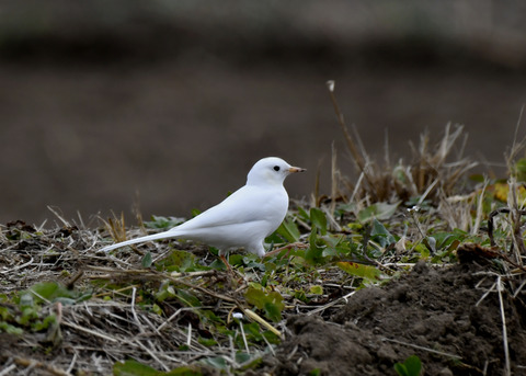 白化・ハクセキレイ8092
