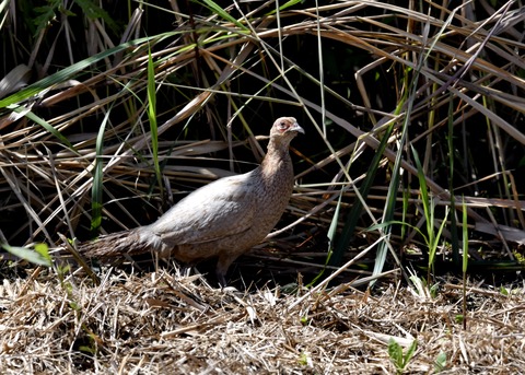 キジの♀4386○