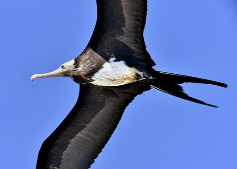 オオグンカンドリ2445