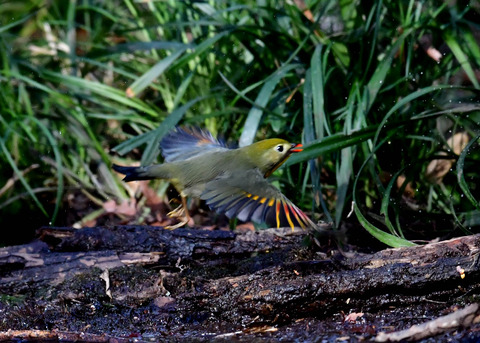 飛ぶ・ソウシチョウ2490